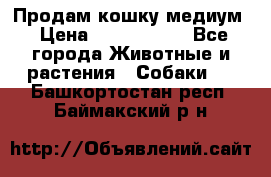 Продам кошку медиум › Цена ­ 6 000 000 - Все города Животные и растения » Собаки   . Башкортостан респ.,Баймакский р-н